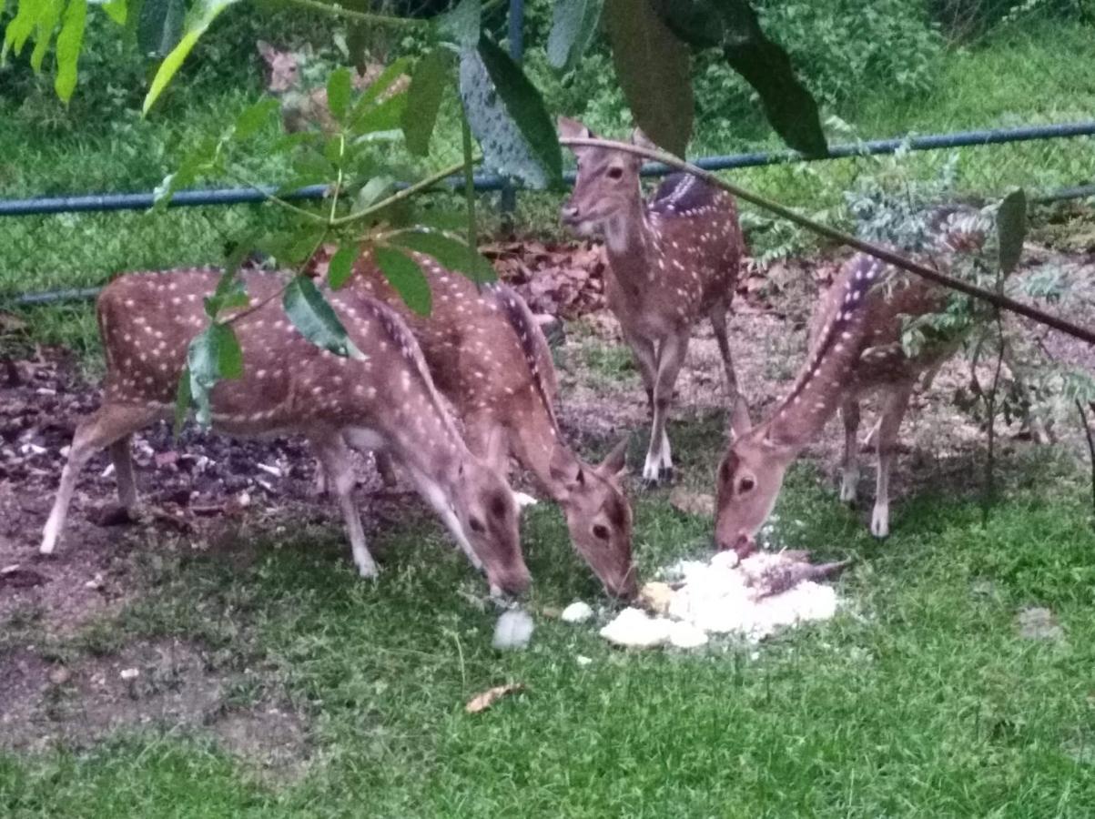 波隆纳鲁沃 Deer Garden Guest酒店 外观 照片
