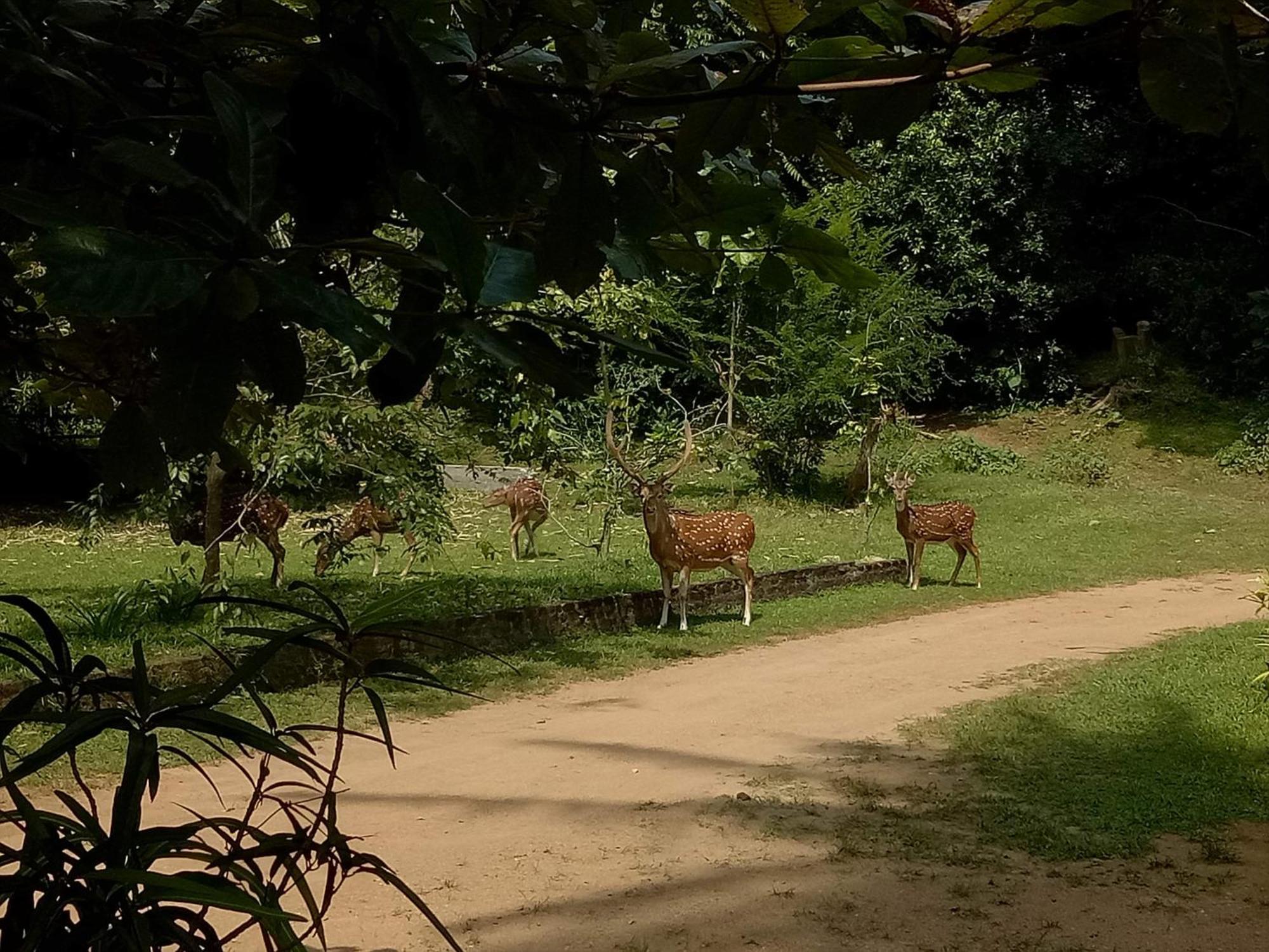 波隆纳鲁沃 Deer Garden Guest酒店 外观 照片